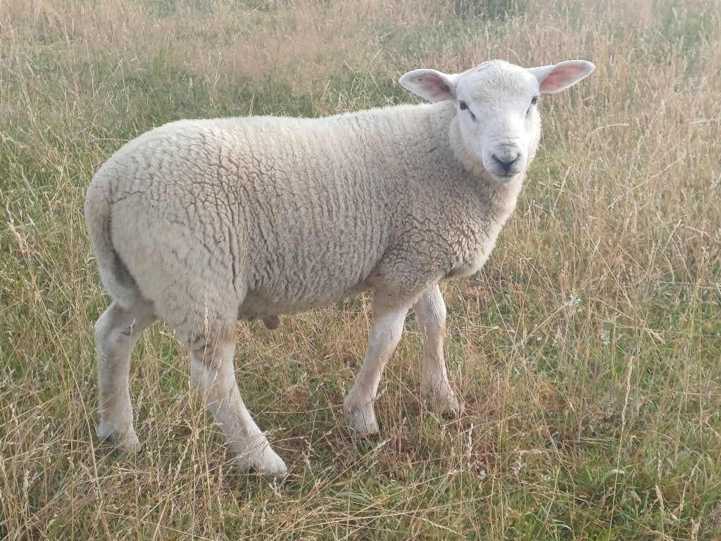Schapen : Ram lammeren, Dieren en Toebehoren