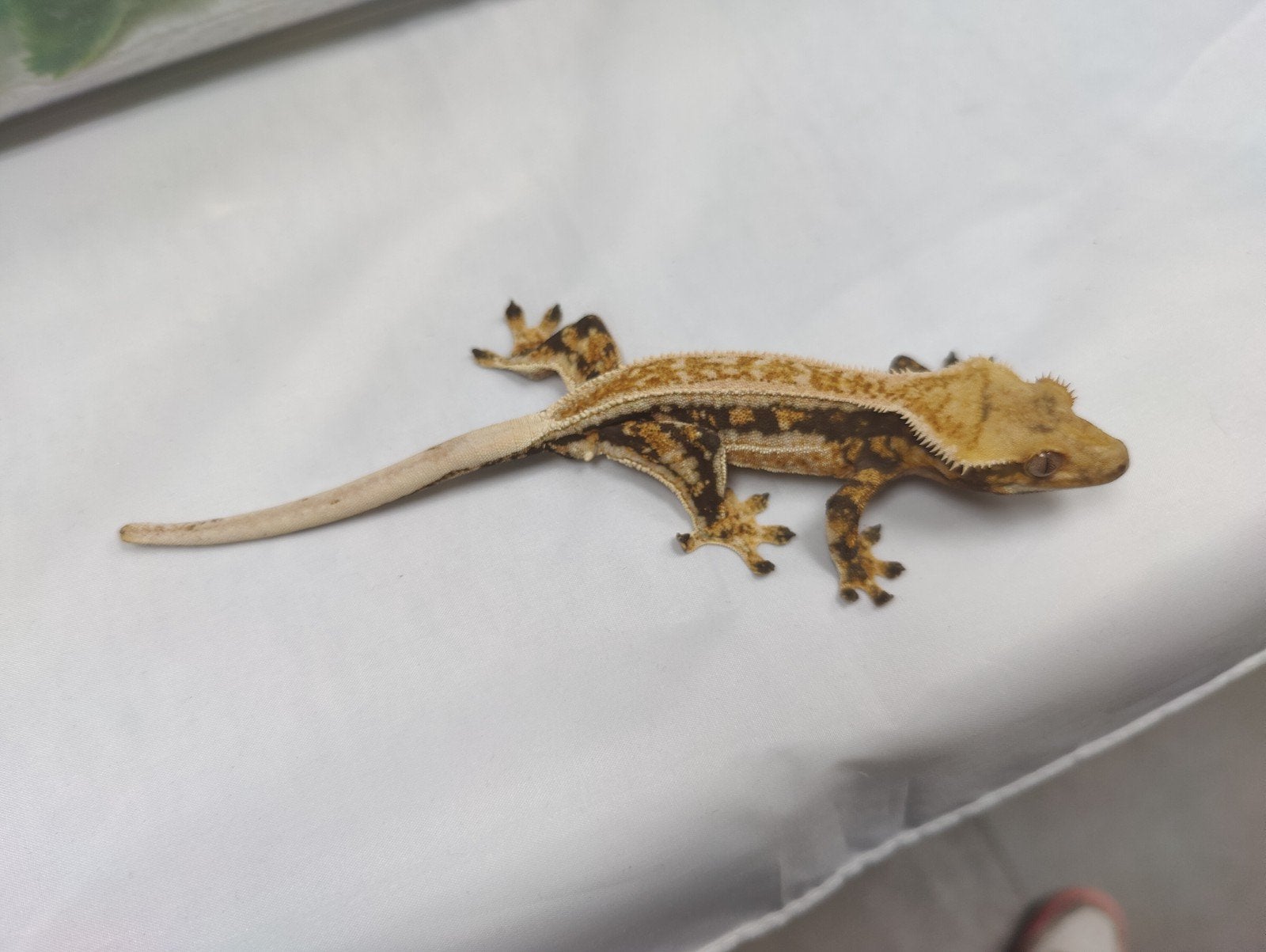 wimpergekko Tricolor man, Dieren en Toebehoren