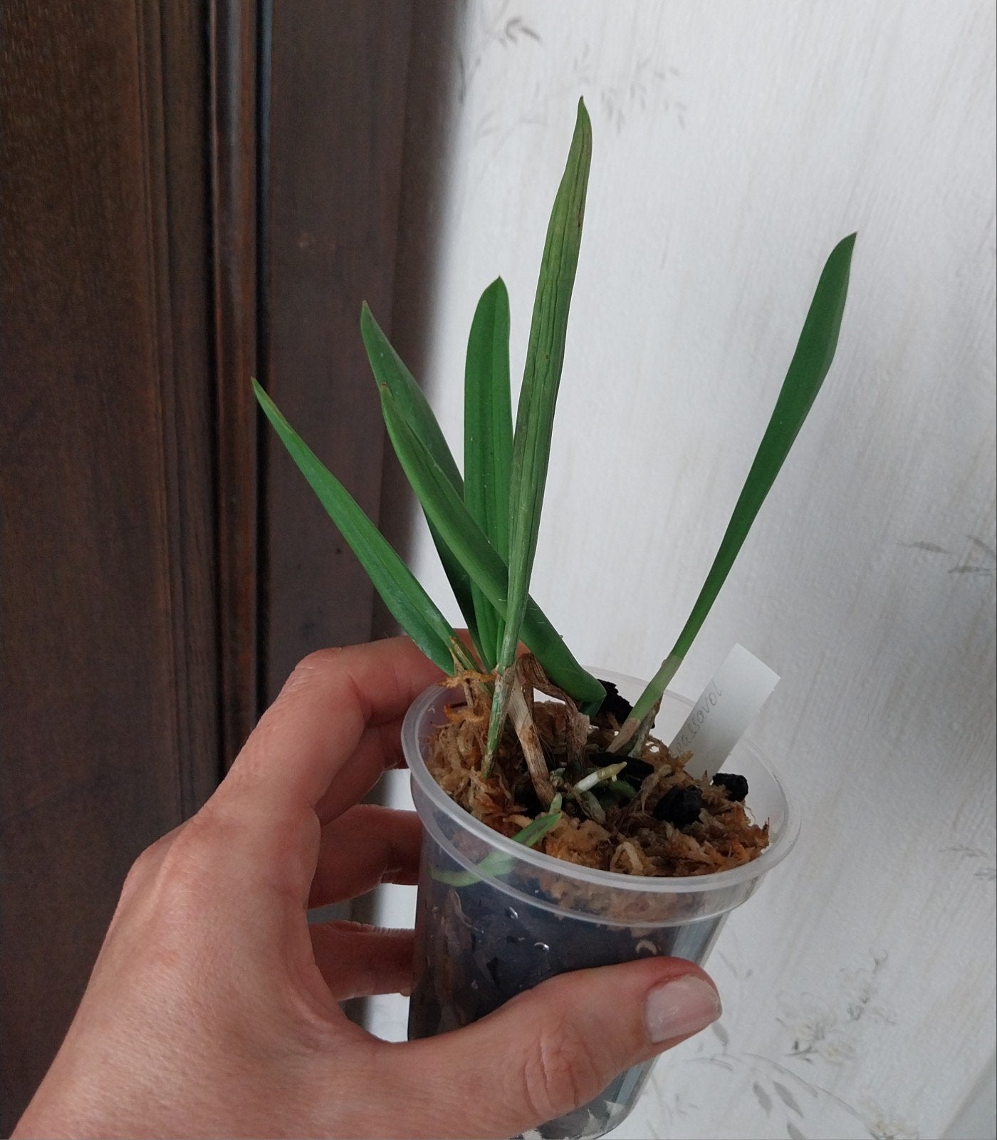 Orchidée Brassavola nodosa 'Susan Fuchs' FCC/AOS (4N), Enlèvement ou Envoi