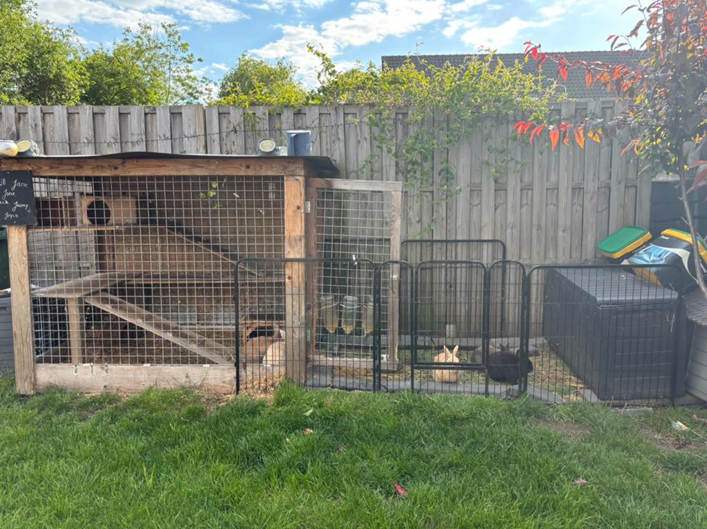 5 dwergkonijntjes + hok, Dieren en Toebehoren, Meerdere dieren
