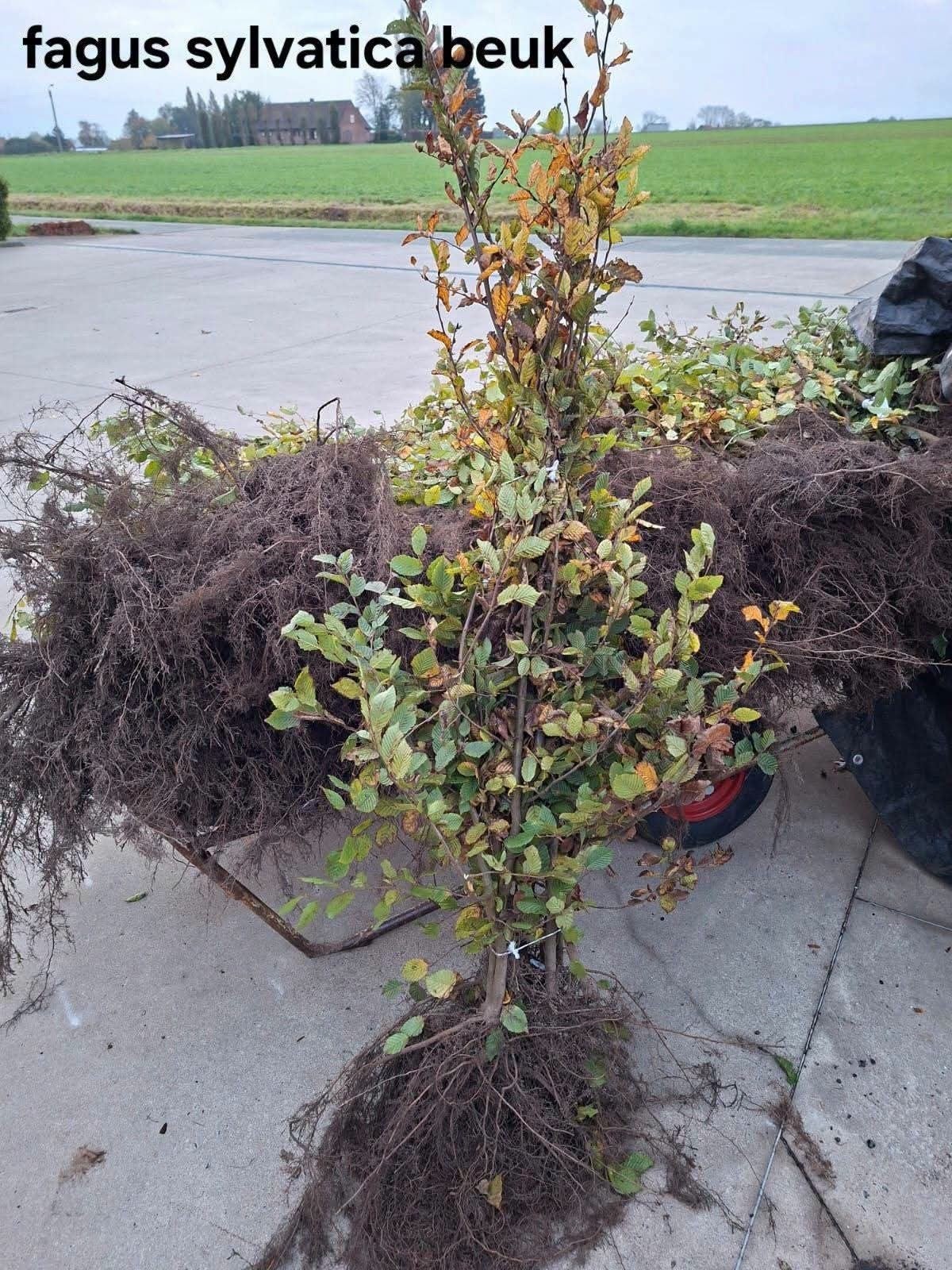 ‼️fagus sylvatica beuk aan promoprijzen ‼️, Tuin en Terras, Ophalen, Beukenhaag