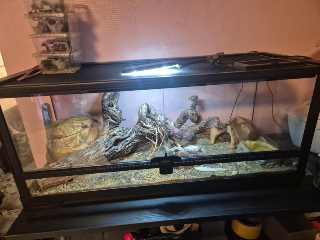 Terra a gecko leopard tout equiper .(lire description )