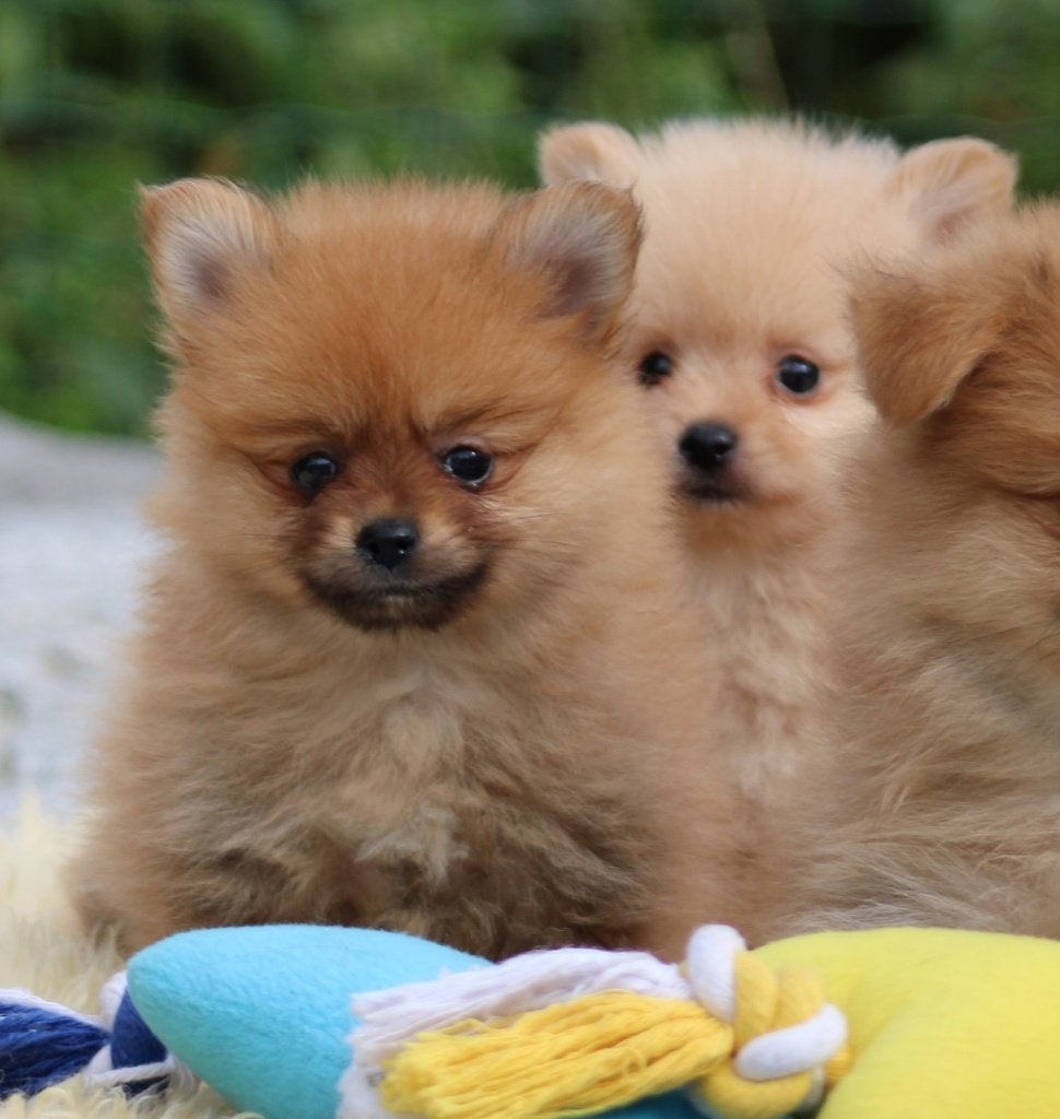 Chiots de Poméranie, Animaux & Accessoires, Loulou, Maladie de Carré (chiens), Plusieurs, Belgique