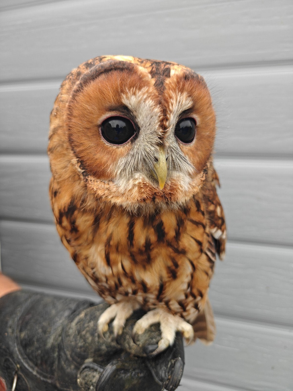Europese Bosuil Te Koop, Dieren en Toebehoren, Geslacht onbekend, Roofvogel, Tam
