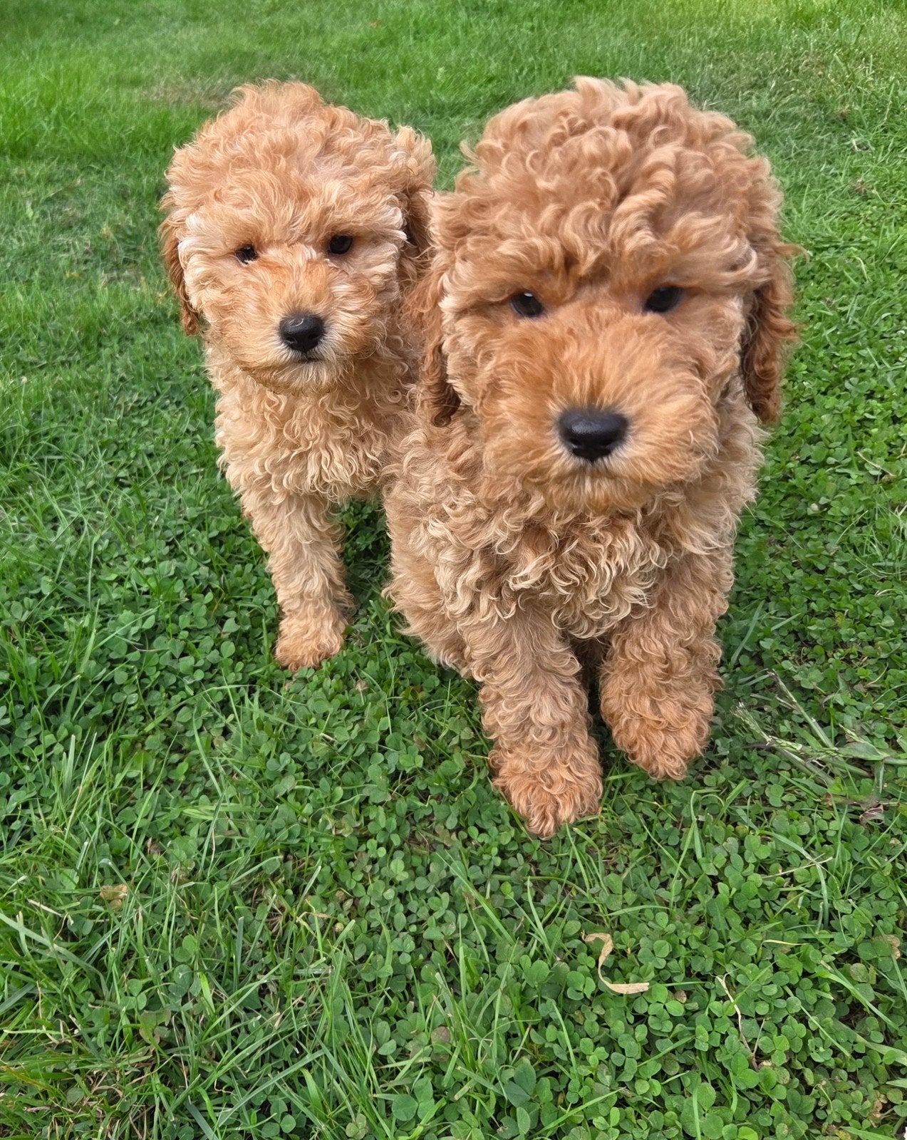 Beaux chiots caniches nains, 8 à 15 semaines, Plusieurs, Éleveur | Loisir, Caniche
