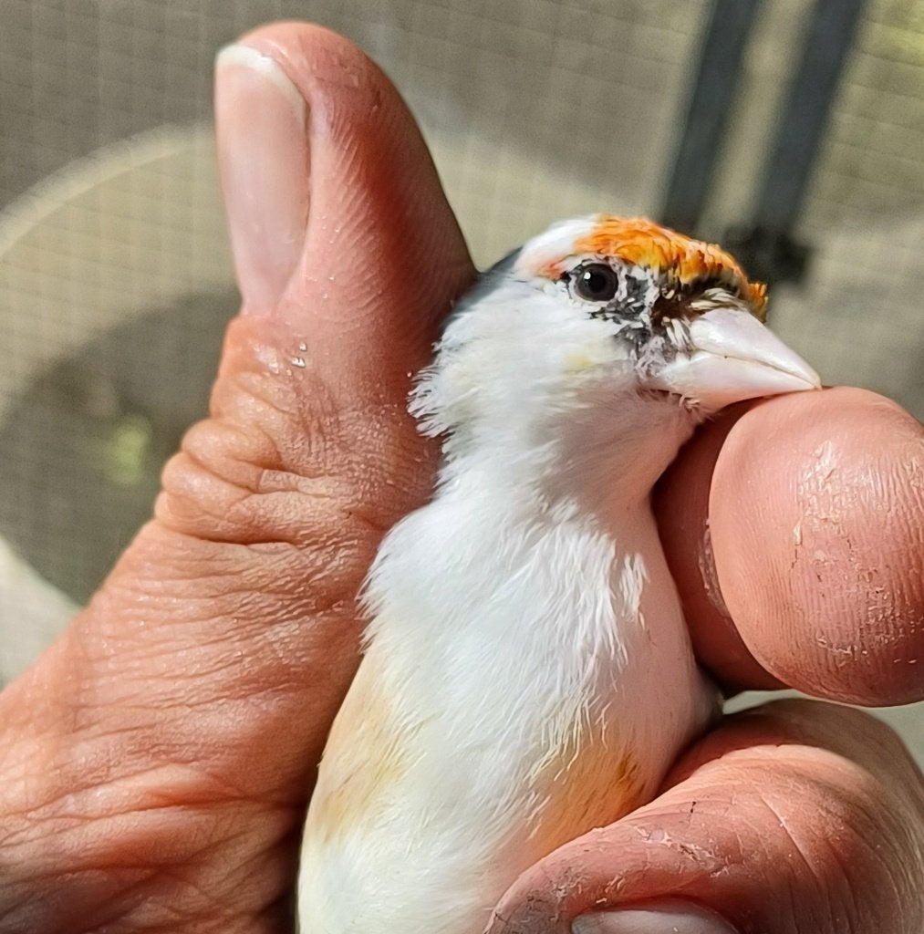 Witkeel putter man, Dieren en Toebehoren, Mannelijk, Wildzangvogel, Geringd