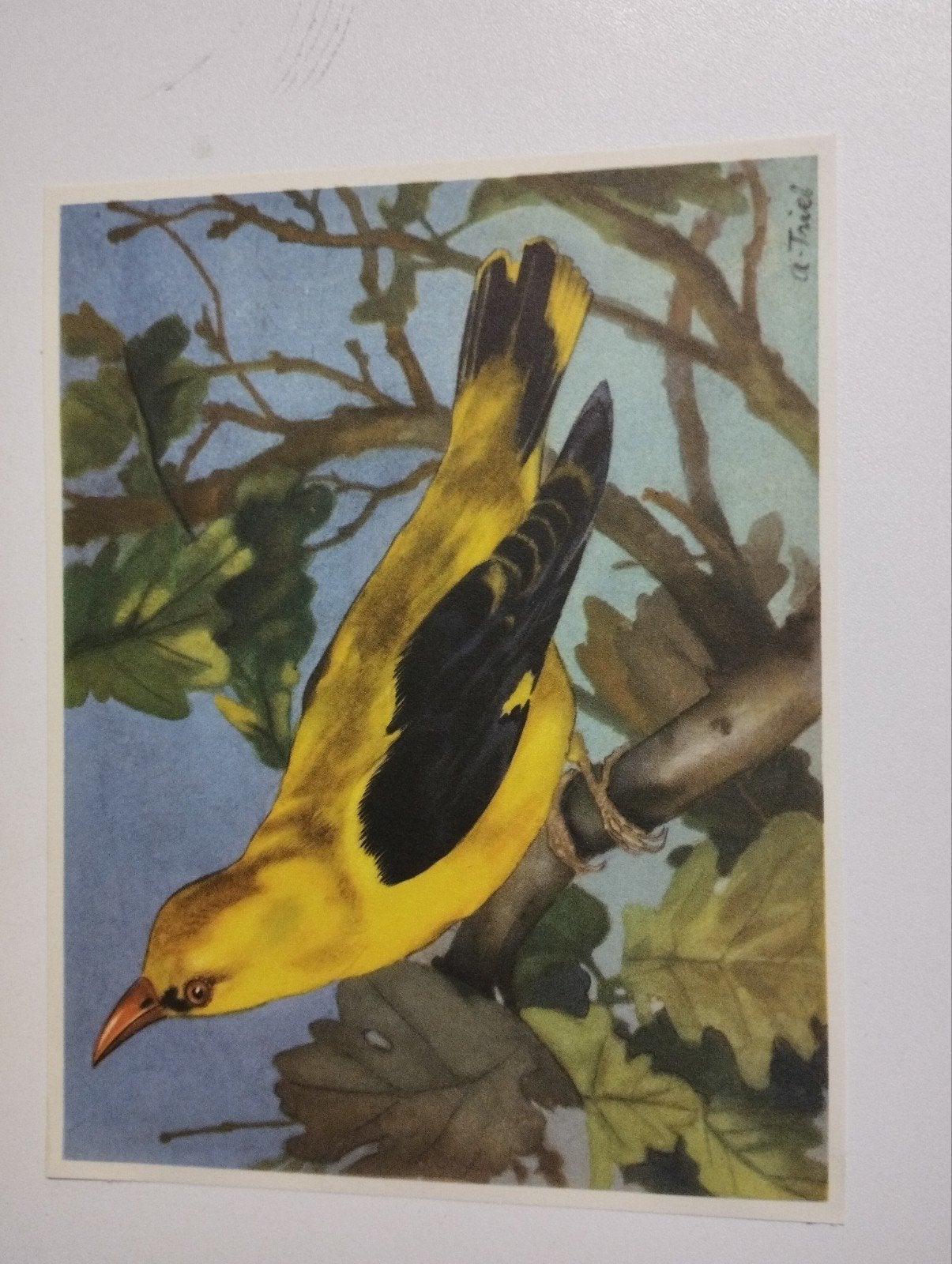 Een prent over een vogel natuur kleur verschillende kleuren, Verzamelen, Ophalen, Natuur, Prent