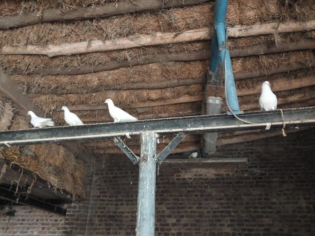 Witte duiven te koop, Plusieurs animaux, Autres espèces