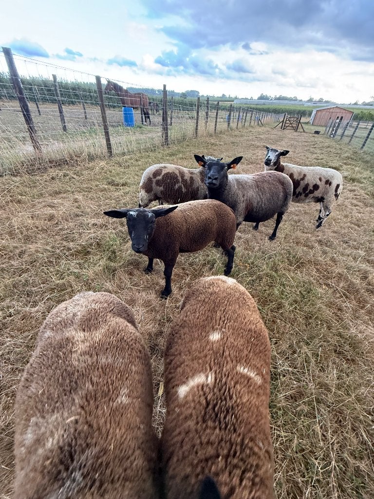 Drie dekrammen te koop, Animaux & Accessoires, Moutons, Chèvres & Cochons, Mouton, Mâle, 0 à 2 ans