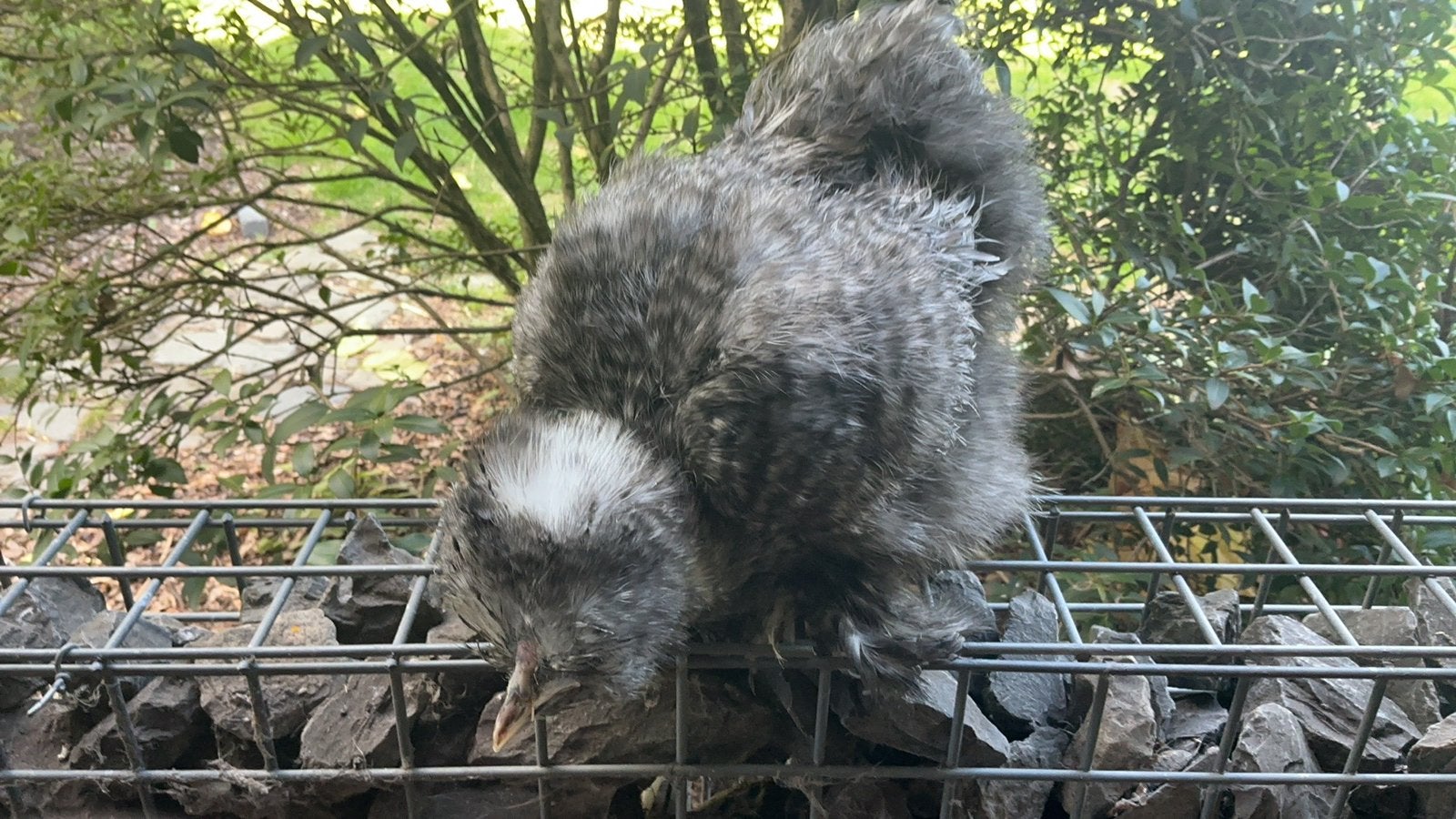 Usa zijdehoen hennen, Dieren en Toebehoren, Kip
