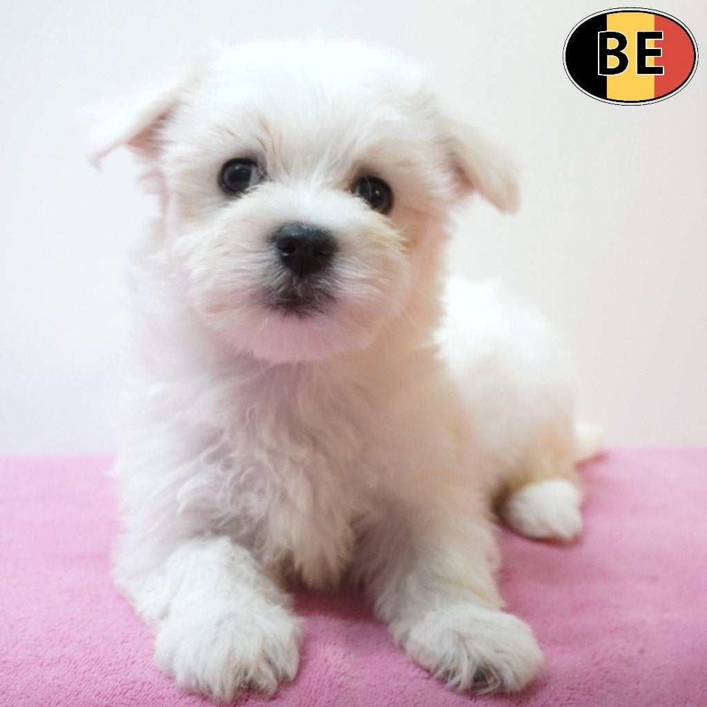 Bichon Maltais (femelle) adorable chiot à vendre, Commerçant, Maladie de Carré (chiens), Chienne, Belgique