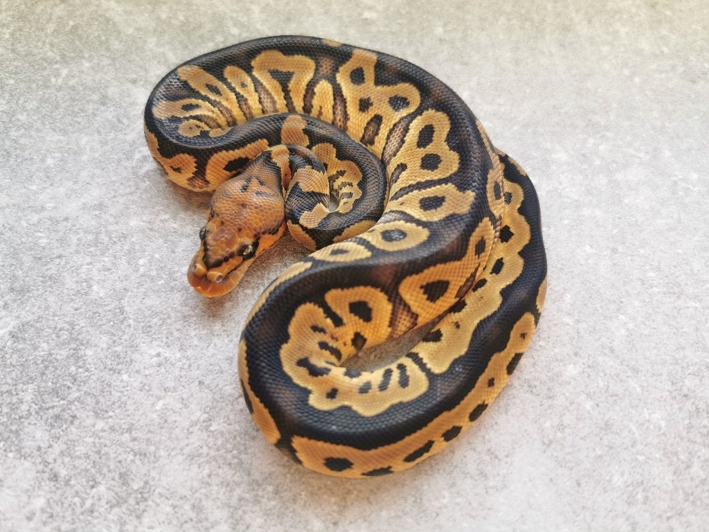 koningspython; python regius; 0.1; Clown Ball Python photo 2
