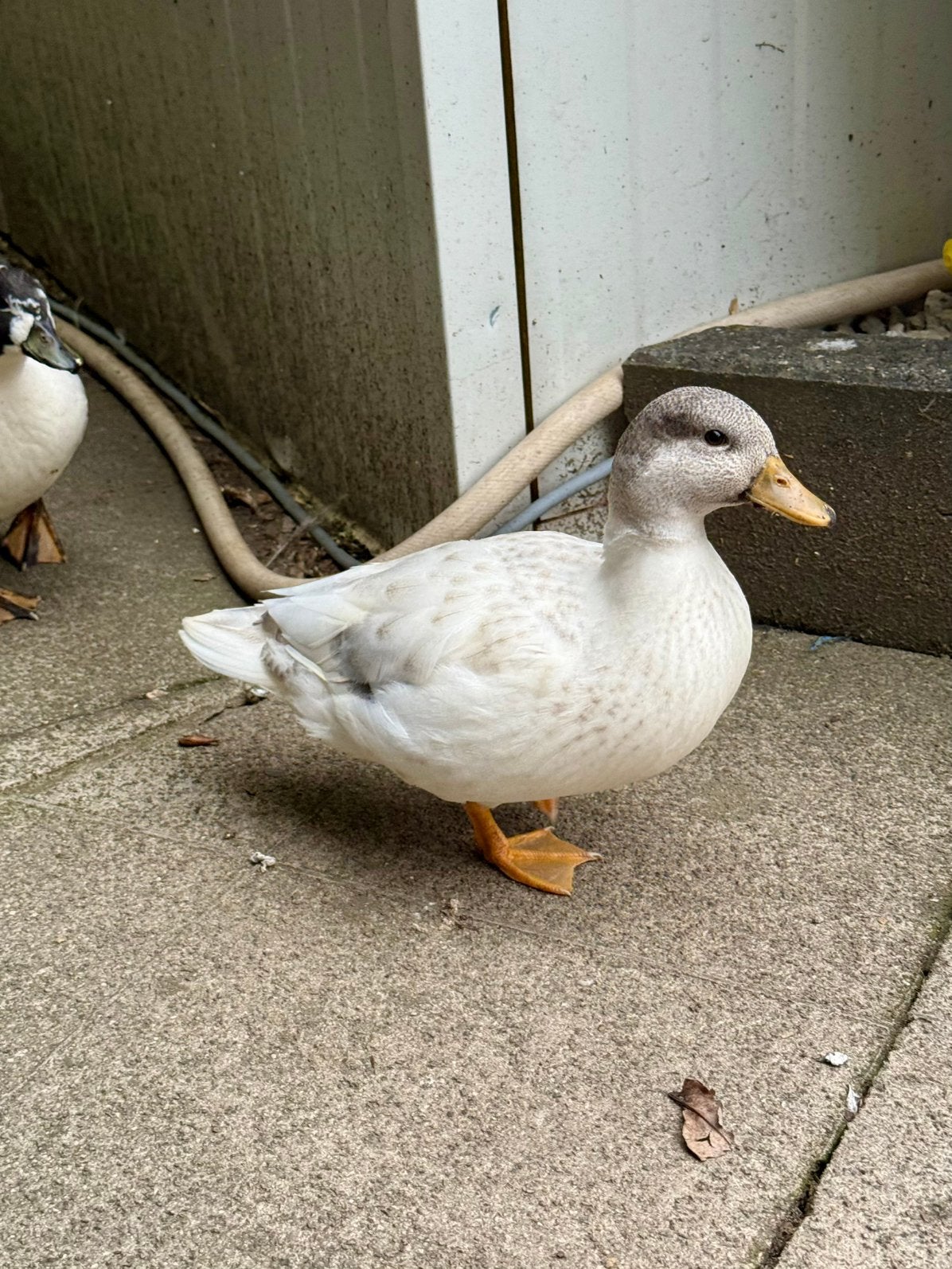 Kwaker mannetje, Dieren en Toebehoren