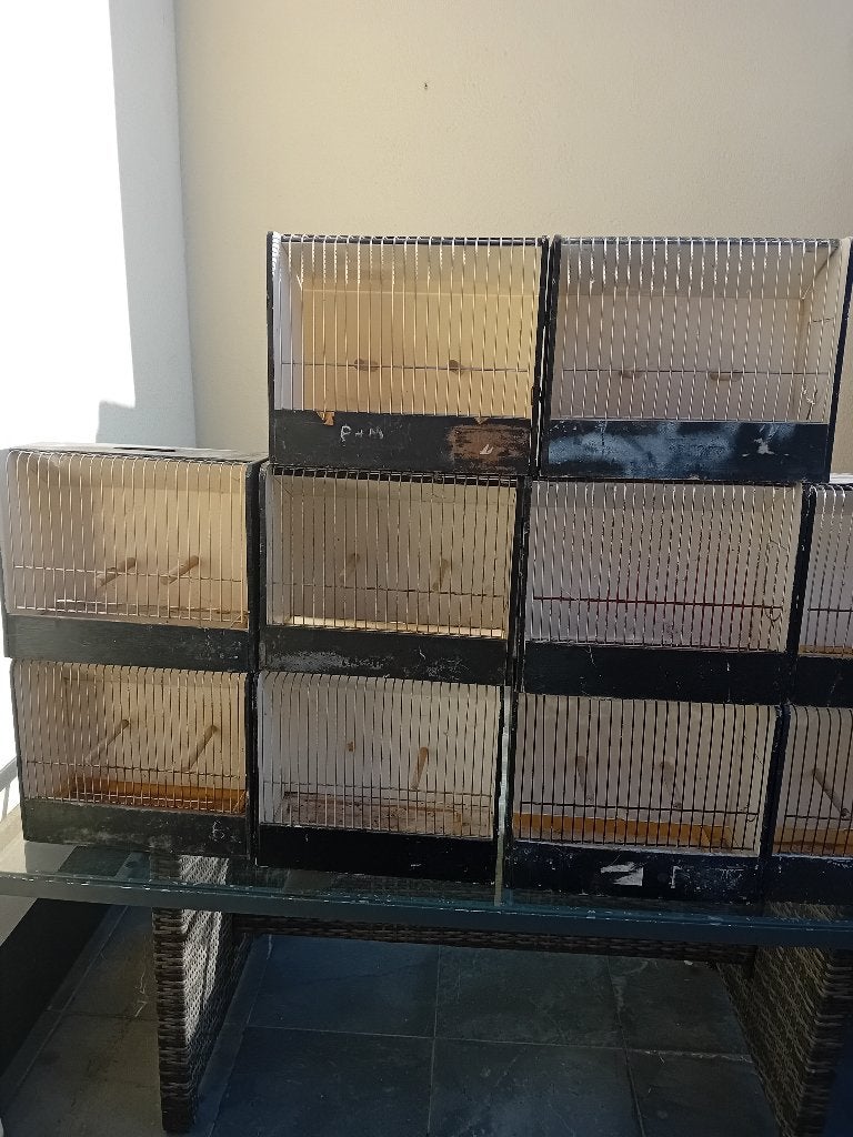 T.t.kooien voor kanaries., Meerdere dieren, Kleurkanarie