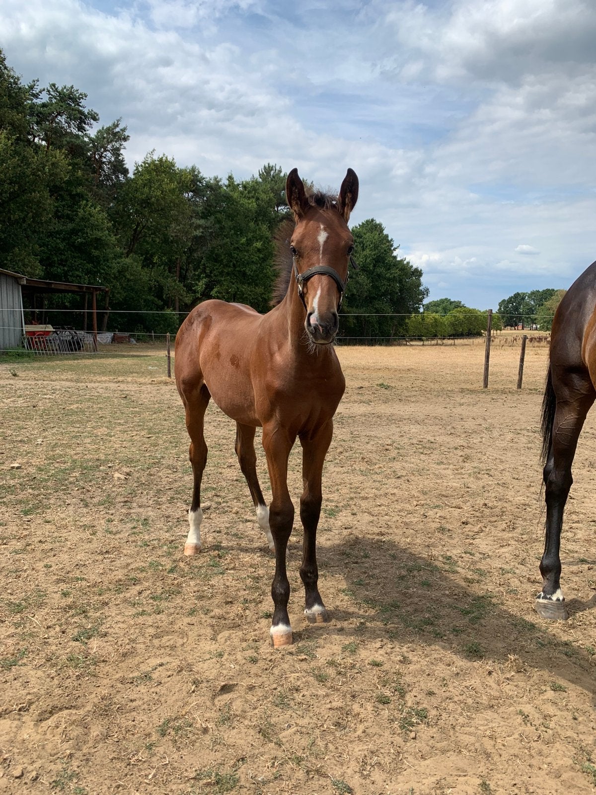 BWP-hengstenveulen te koop, Dieren en Toebehoren, Paarden, Hengst, Niet van toepassing, 0 tot 2 jaar