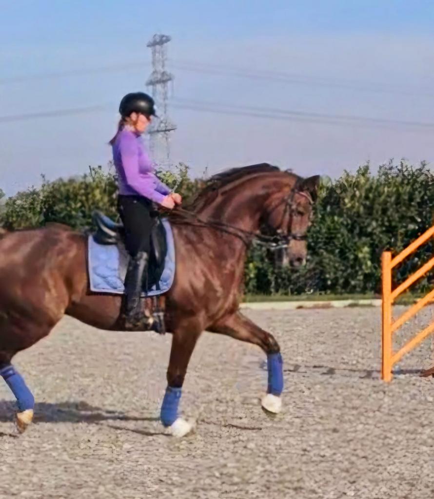 Knappe Kwpn uit Everdale X Vivaldi - 8 jaar, Met stamboom, Ruin, Dressuurpaard, 7 tot 10 jaar