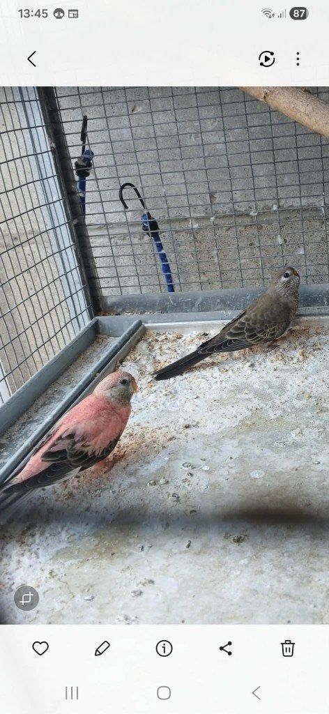 bourkes, Geslacht onbekend, Parkiet