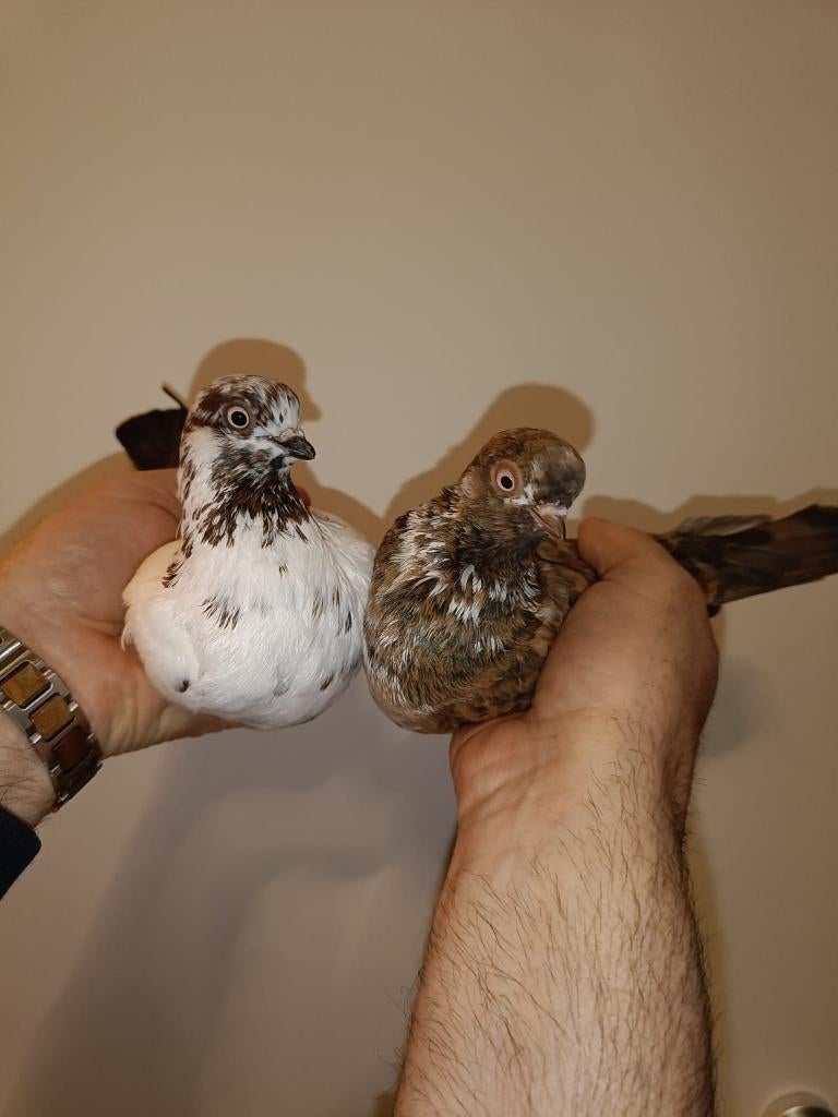 Portugese Tuimelaars koppel 5+6, Dieren en Toebehoren, Meerdere dieren, Tuimelaar of Roller