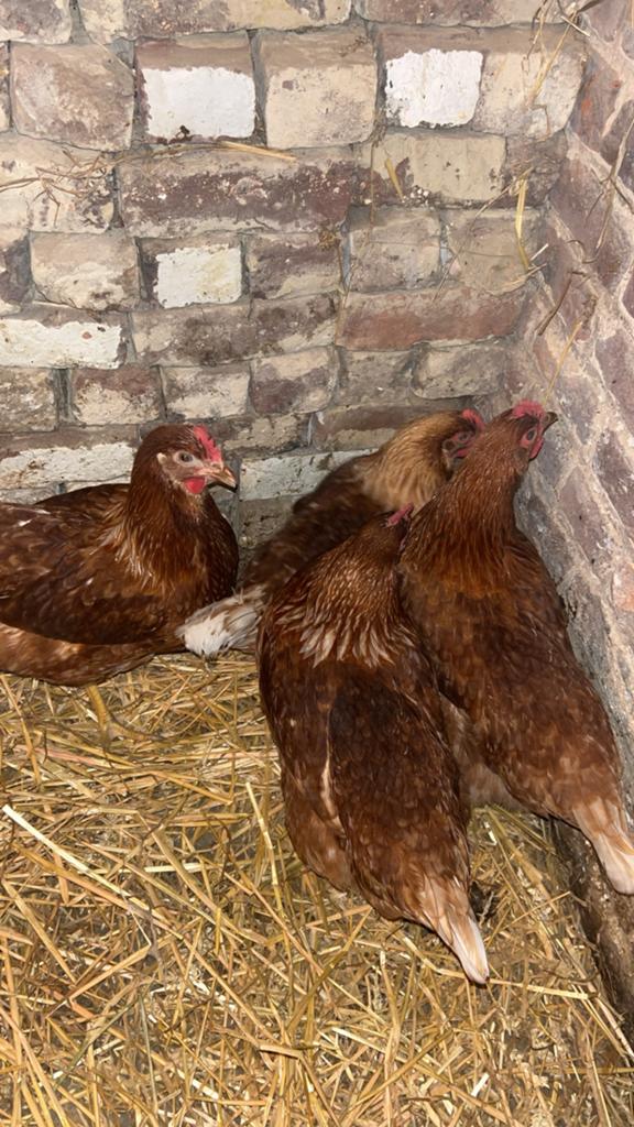 Jonge legkippen, Dieren en Toebehoren, Pluimvee