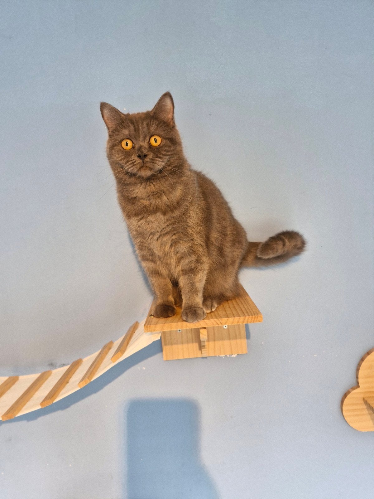 britse korthaar, 0 à 2 ans