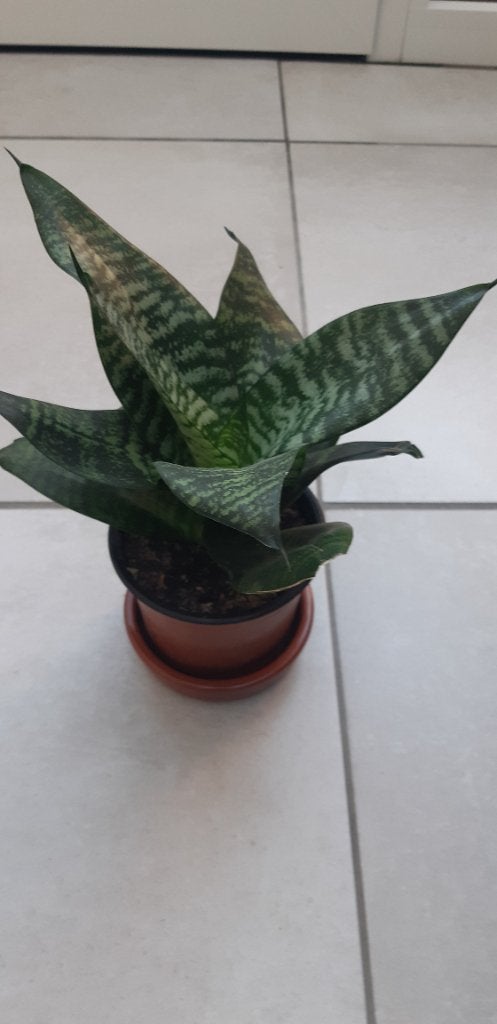 Sanserveria, Maison & Meubles, Plante succulente, Plein soleil, Moins de 100 cm, Enlèvement