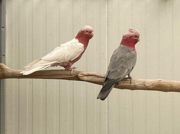 Koppel rosé kaketoes (split- lutino), Meerdere dieren, Papegaai, Geringd
