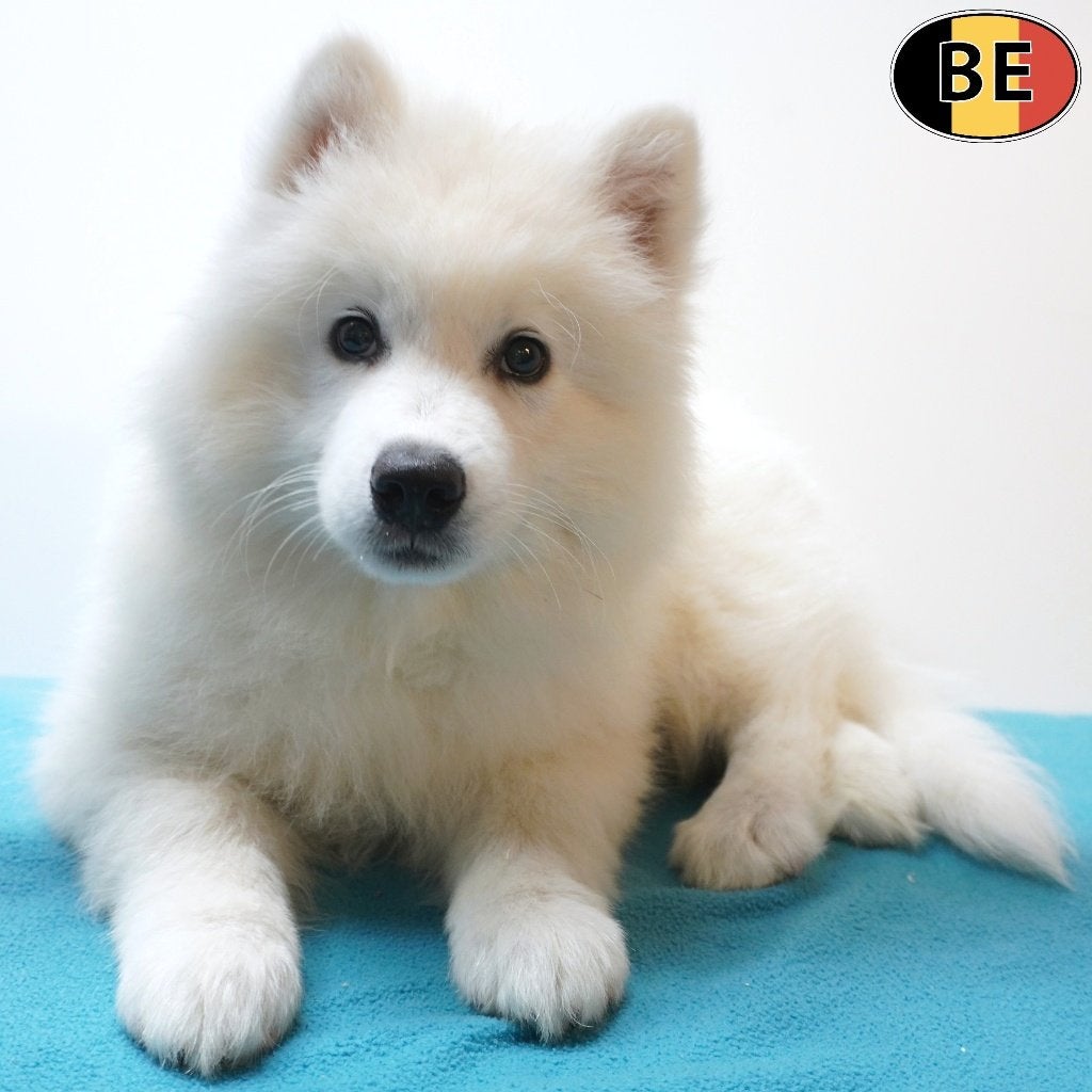 Samoyède, chiots belges à vendre, Commerçant, Maladie de Carré (chiens), Autres races, 8 à 15 semaines