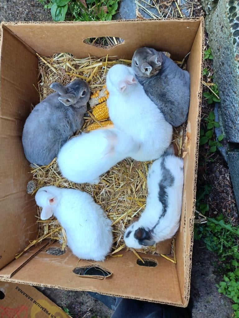 rex konijntjes, Dieren en Toebehoren, Konijnen