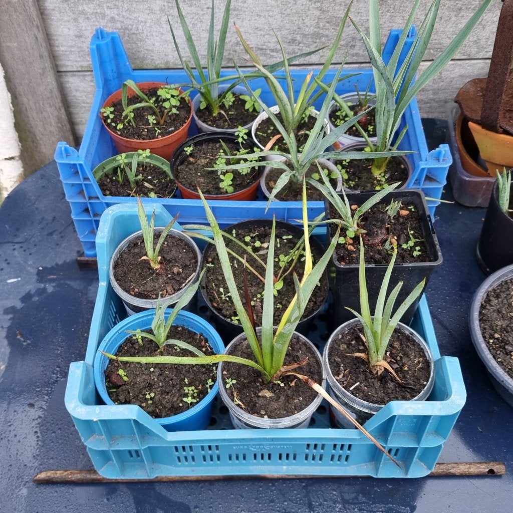 Gewortelde gepotte Yucca stekken 1€ per 3st, GRATIS kratten, Ophalen of Verzenden, Vaste plant