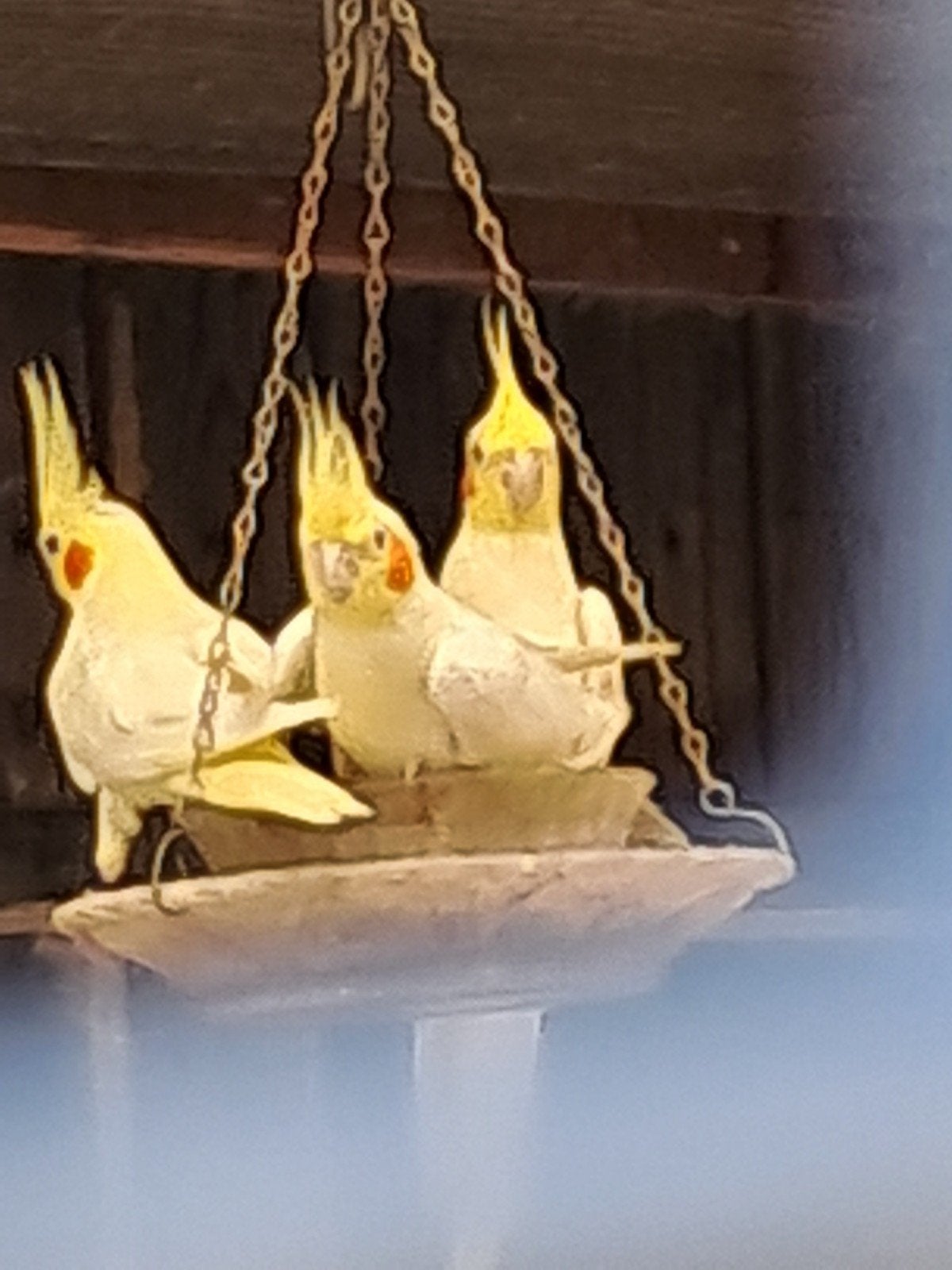 lutino valkparkieten, Dieren en Toebehoren, Vogels | Overige Vogels, Geringd