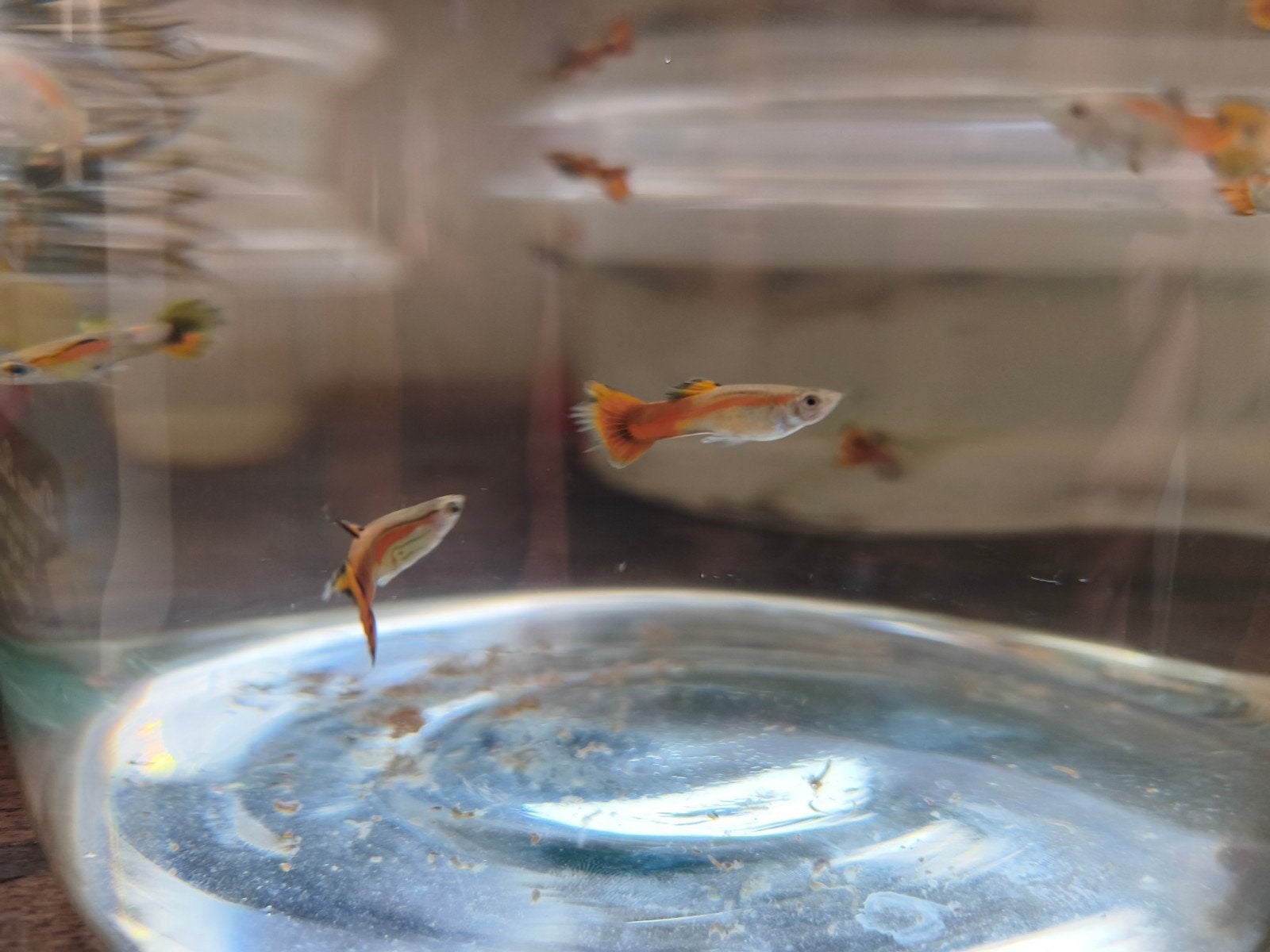 Mannelijke guppy's