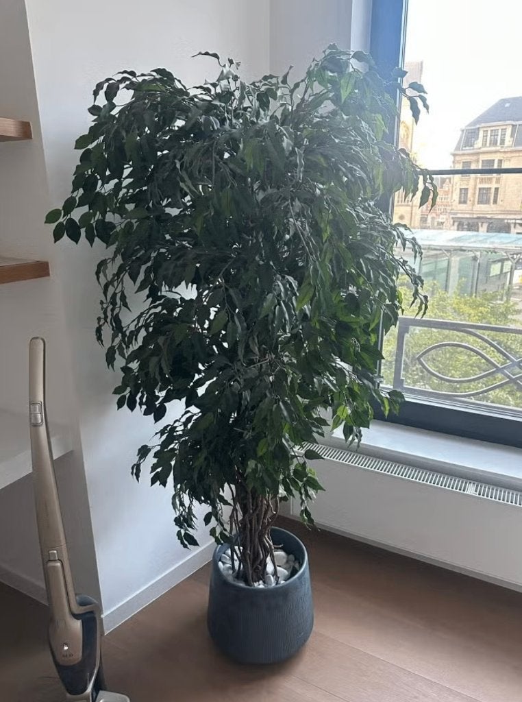 Grote kunstplant Ficus 180 cm incl. sierpot, Groen, Kunstplant, Zo goed als nieuw, Ophalen