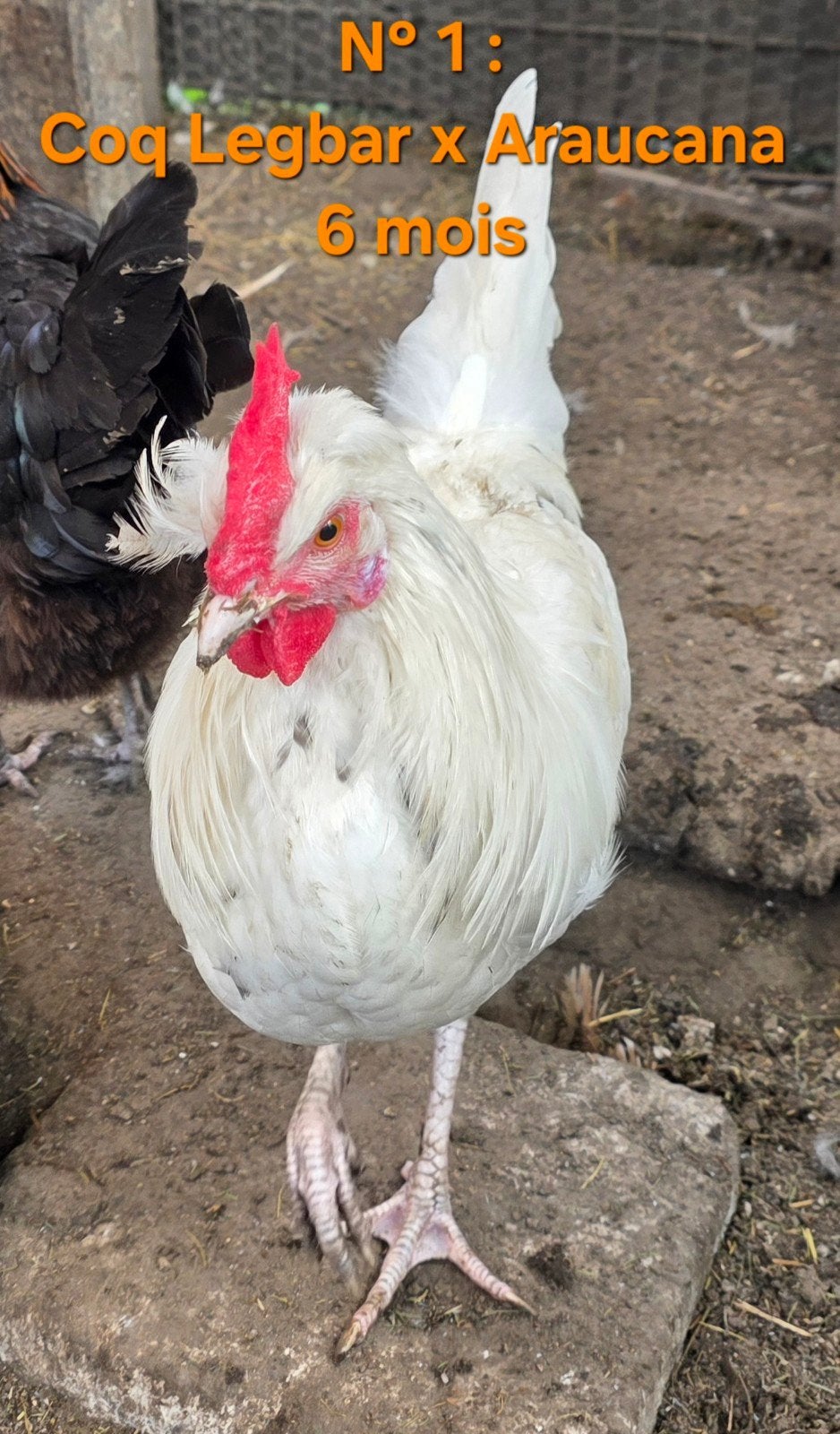 Coq Legbar x Araucana, Mâle, Poule ou poulet