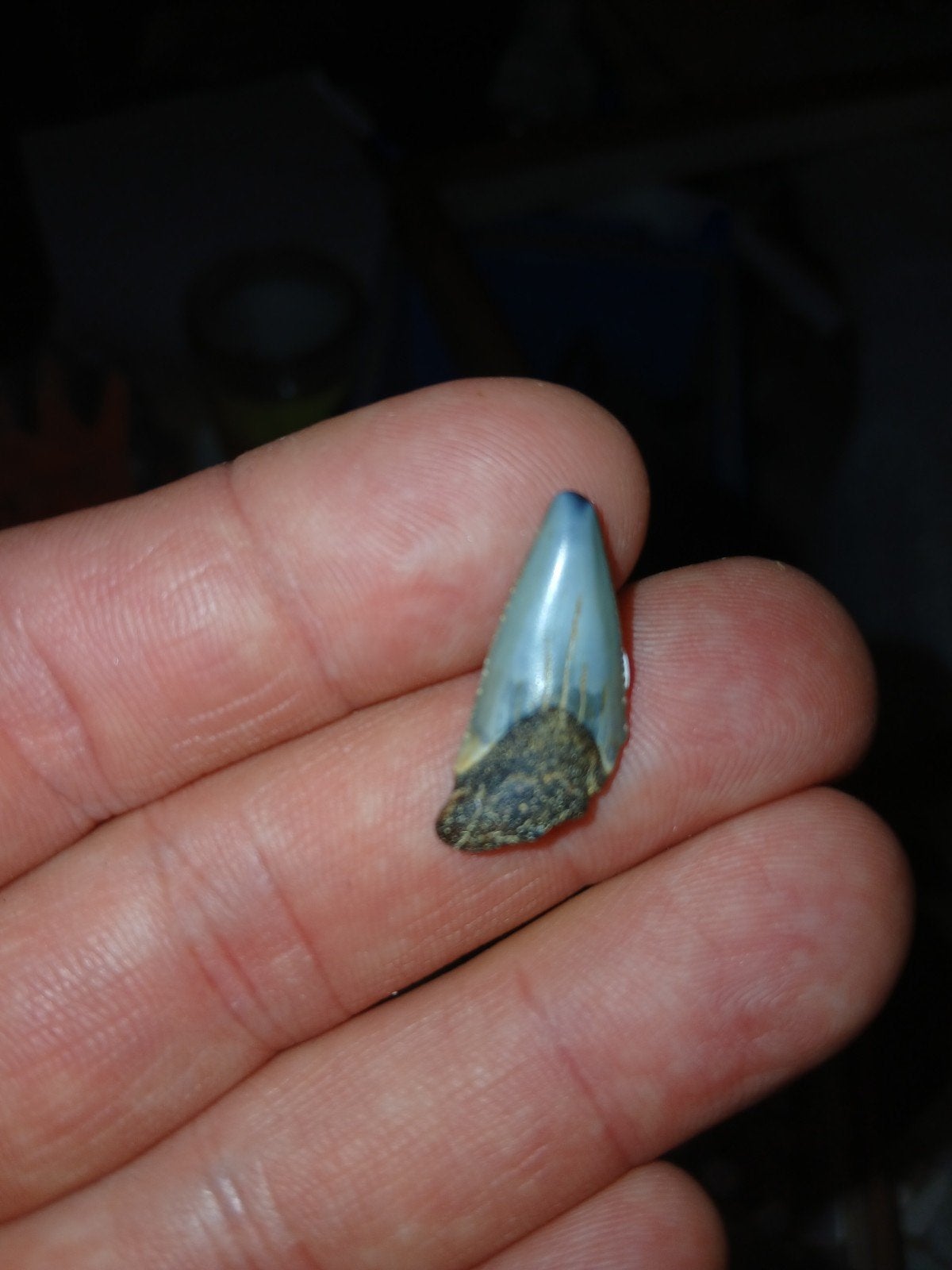 otodus auriculatus, Handtassen en Accessoires, Kettinghangers, Ophalen of Verzenden