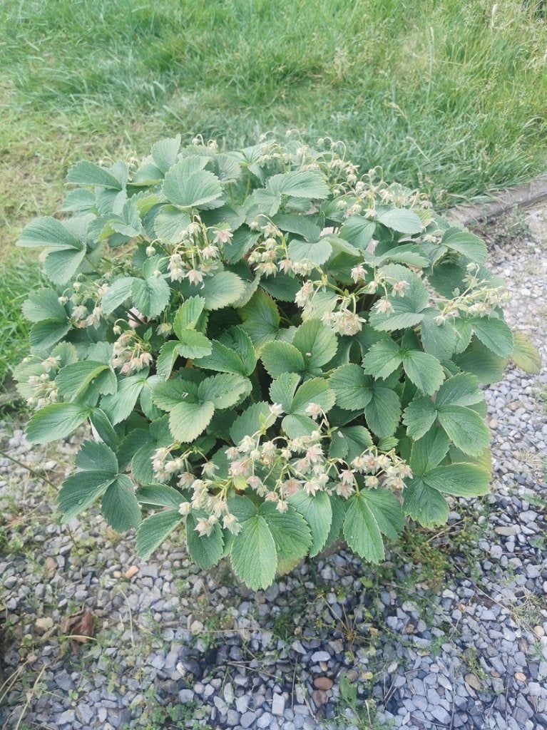 Ananas aardbei plant Pineberry, Ophalen, Vaste plant, Fruitplanten, Volle zon