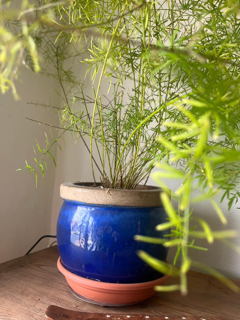 Aspargus plant, Huis en Inrichting, Kamerplanten, Ophalen