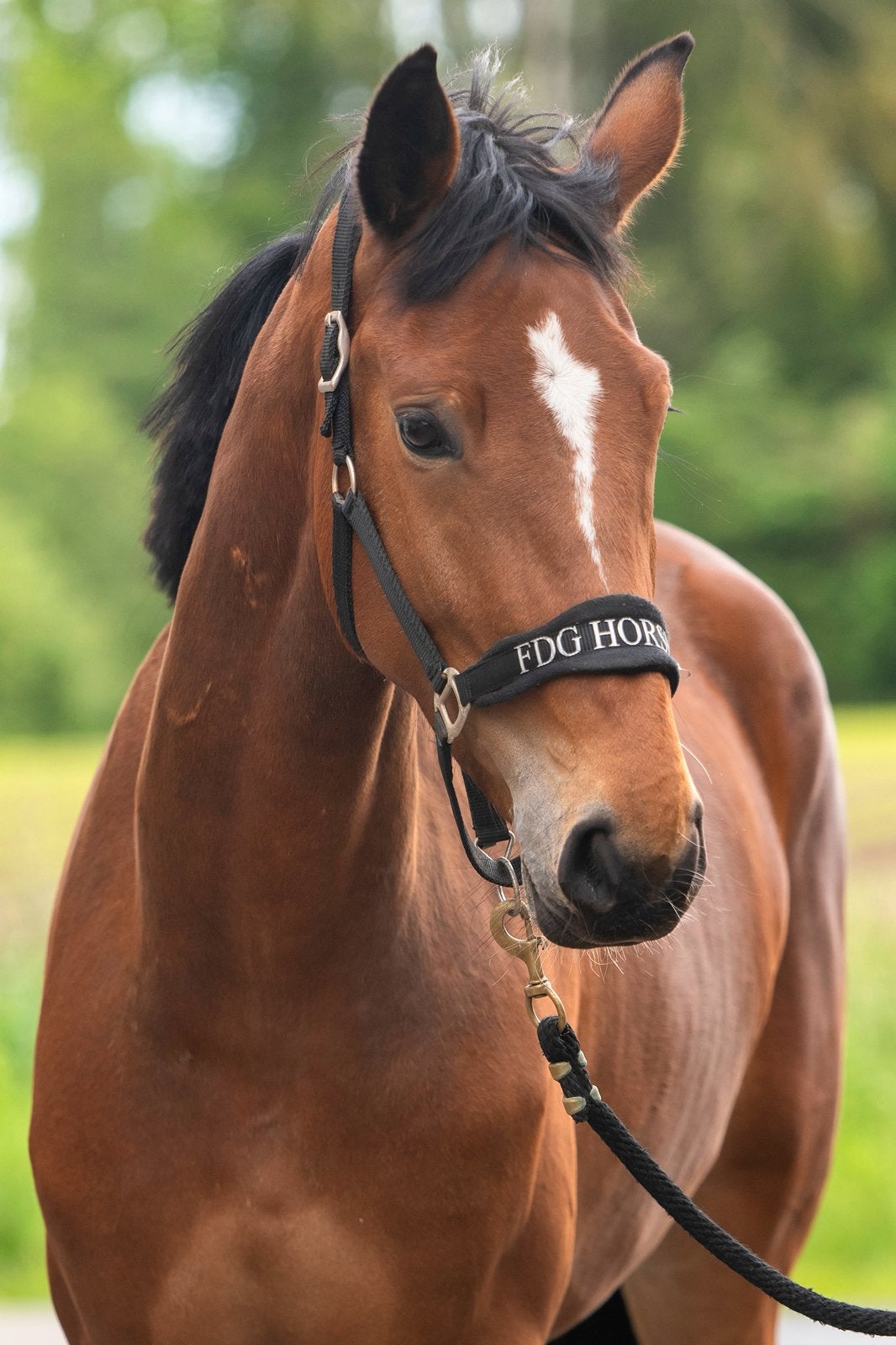 4-jarige springmerrie met kwaliteit, Dieren en Toebehoren, Paarden, Merrie, Springpaard, Met stamboom, B
