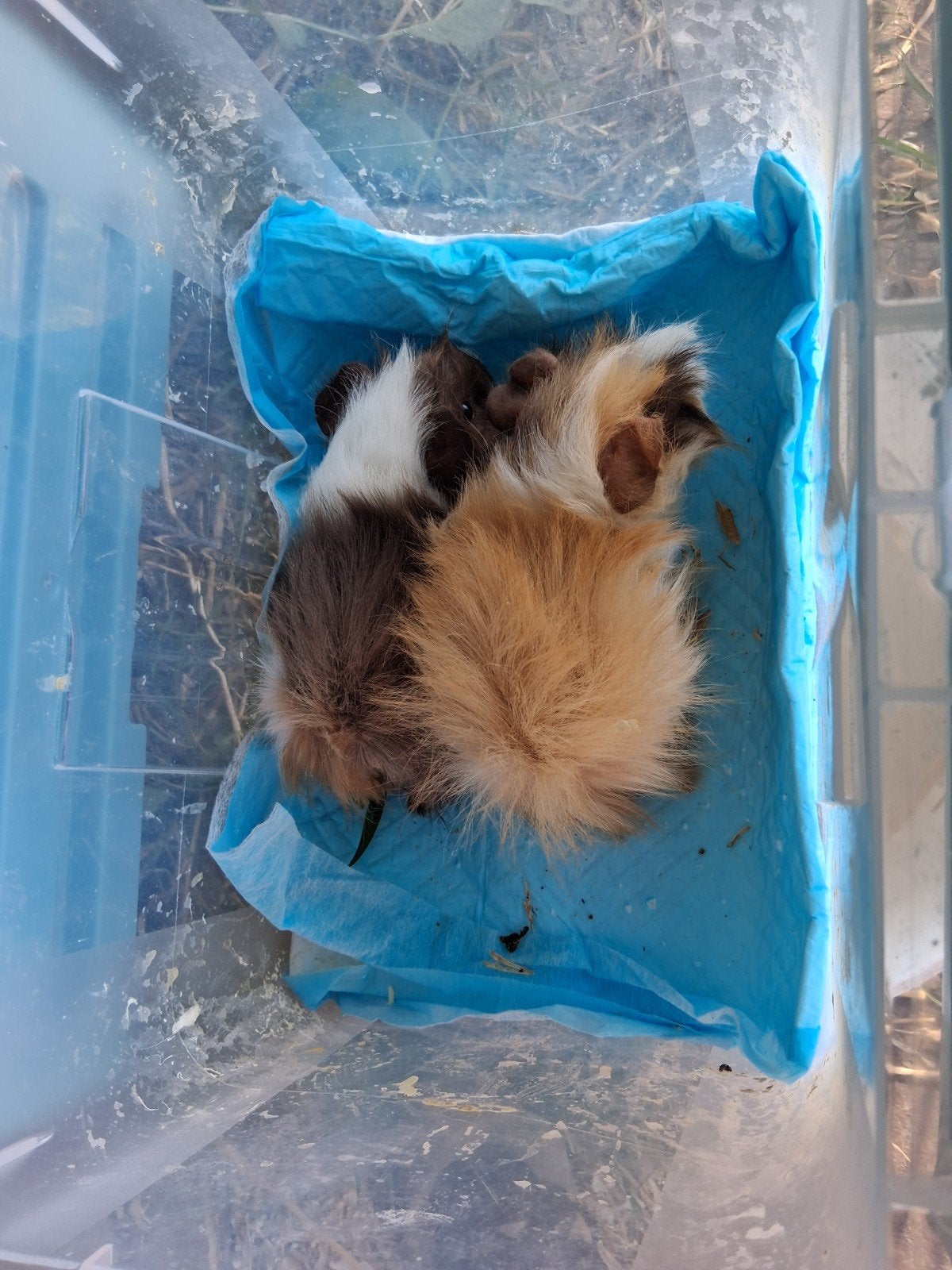 peruvian cavia,s, Dieren en Toebehoren, Knaagdieren, April, Cavia