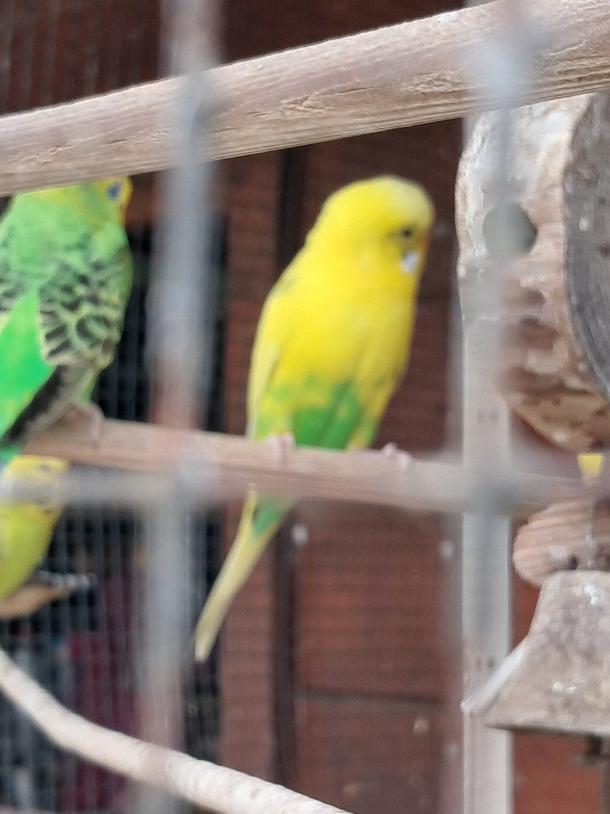 grasparkieten, Dieren en Toebehoren, Vogels | Parkieten en Papegaaien, Parkiet