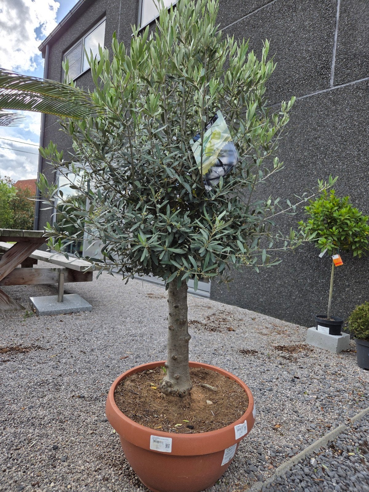 Olijfboom Olea Europaea in schaal, Ophalen, Olijfboom
