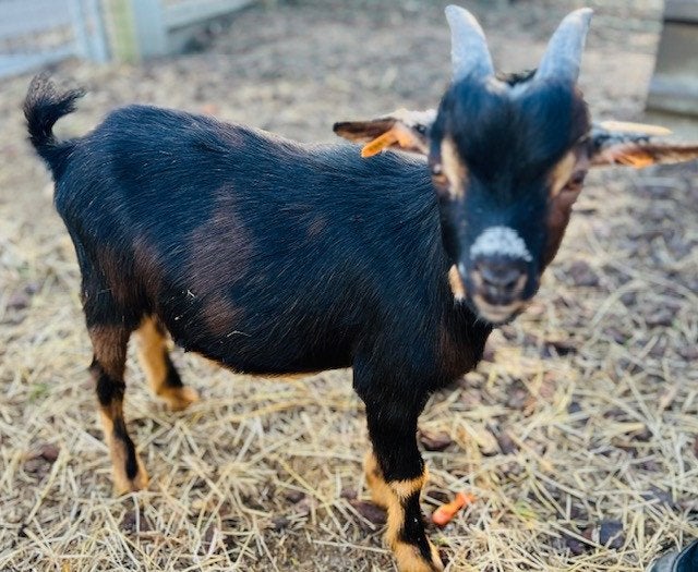 Dwerggeit maanvlek bokje, Dieren en Toebehoren, Mannelijk, Geit, 0 tot 2 jaar