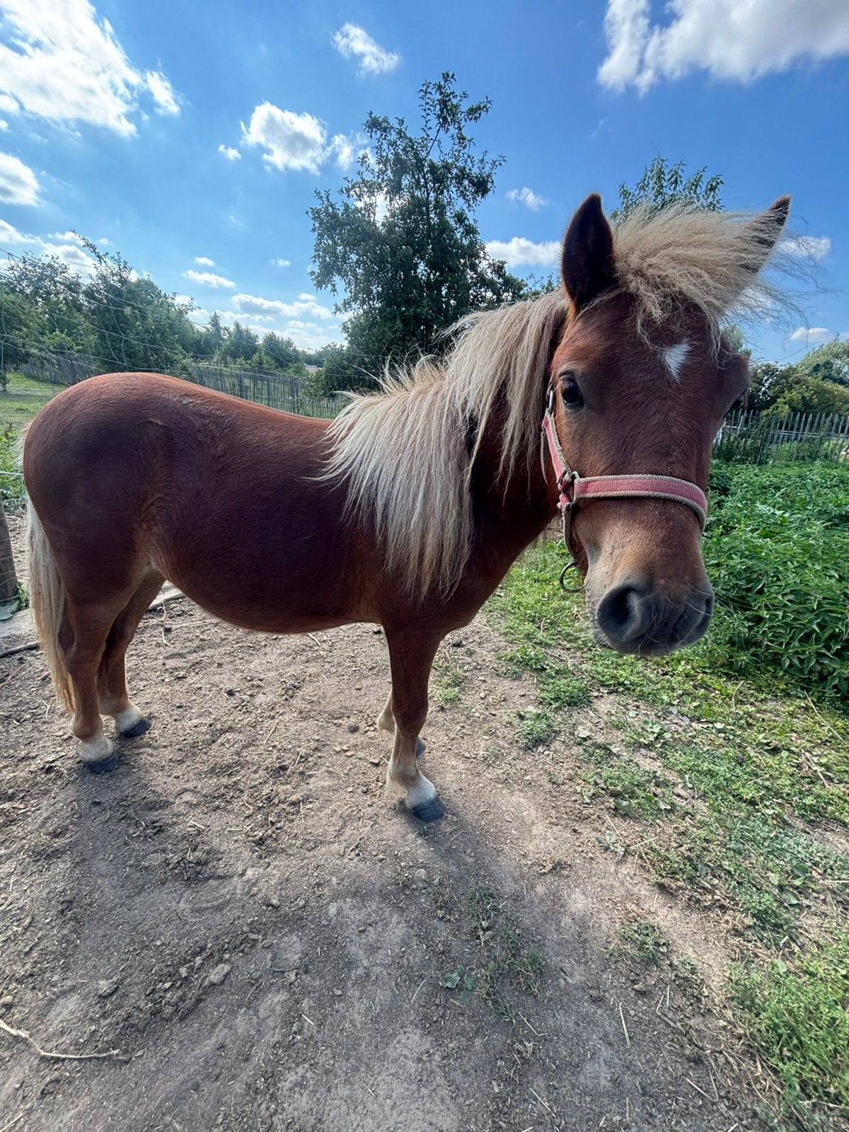 Je vends un poney de 13 mois.  95 cm.Mâle, Ne s'applique pas