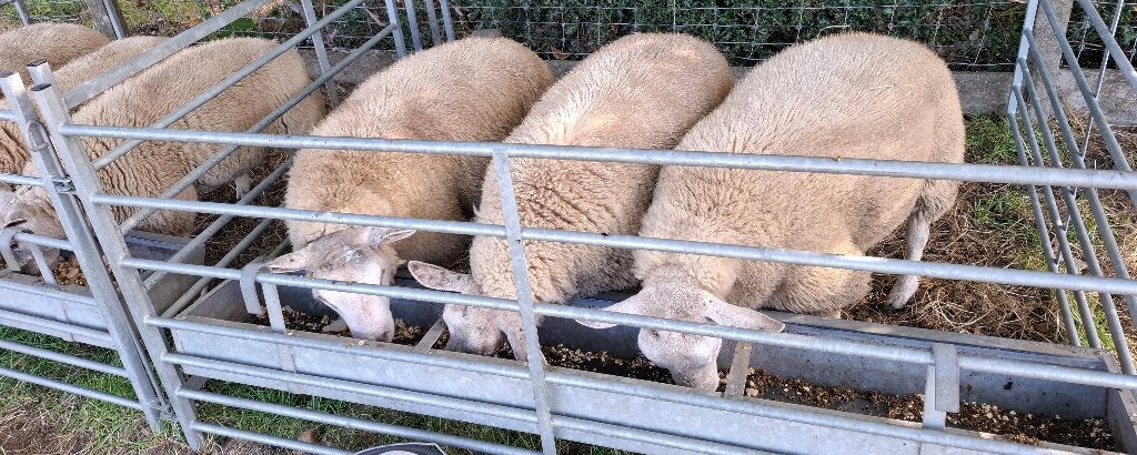 Dekram, Mannelijk, Schaap, 0 tot 2 jaar