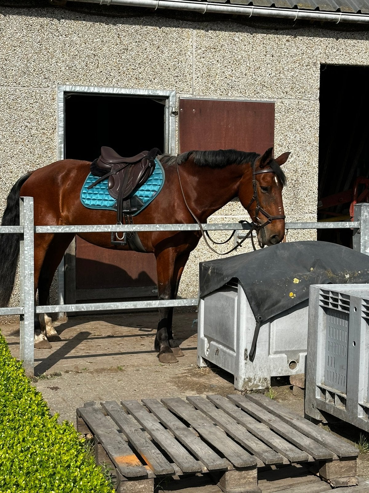 Spaanse merrie, Dieren en Toebehoren, Merrie, Minder dan 160 cm, Recreatiepaard, 11 jaar of ouder