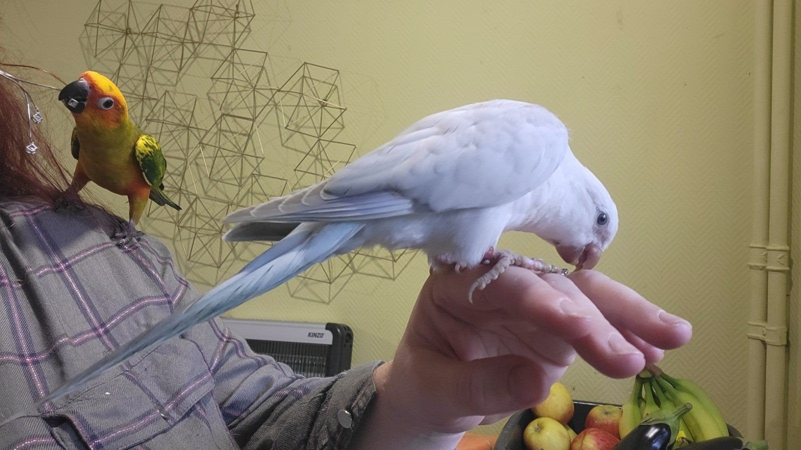 conure souris snow white apprivoisé, Animaux & Accessoires