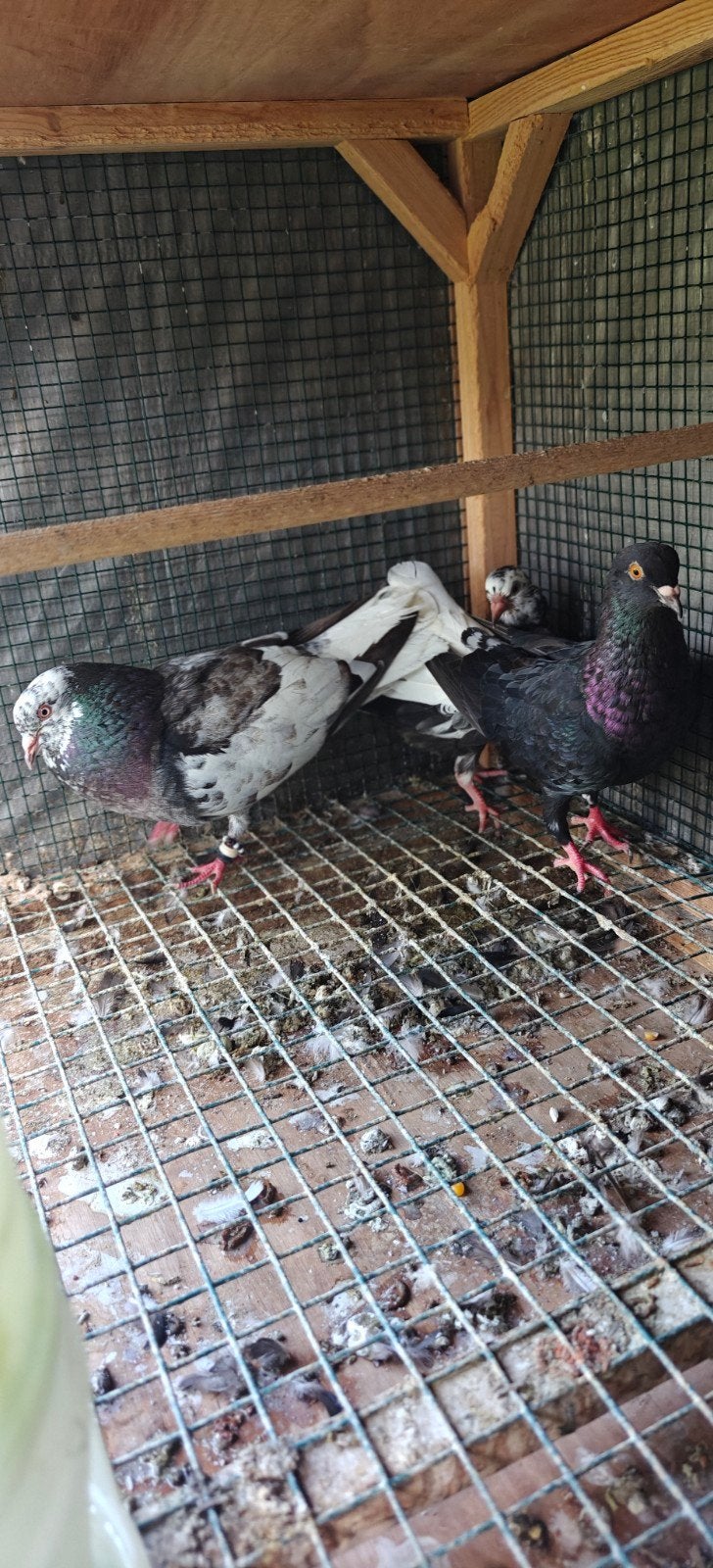duiven te koop, Dieren en Toebehoren, Vogels | Duiven