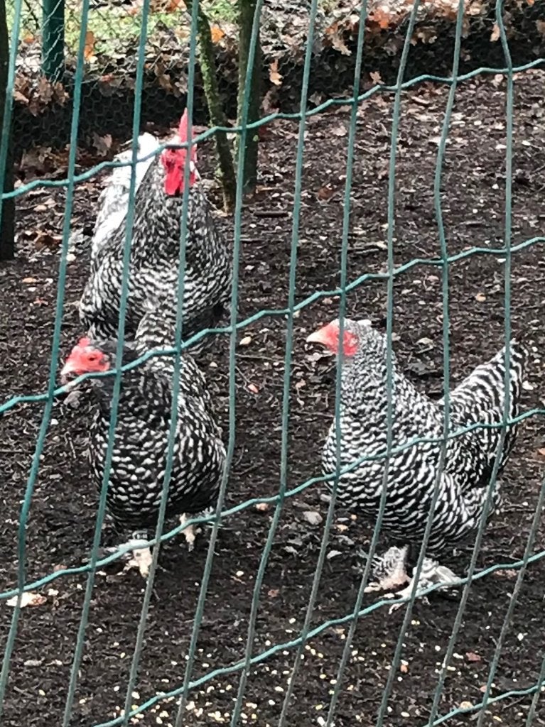 Mechelse koekoek krielhanen, Dieren en Toebehoren, Mannelijk, Kip