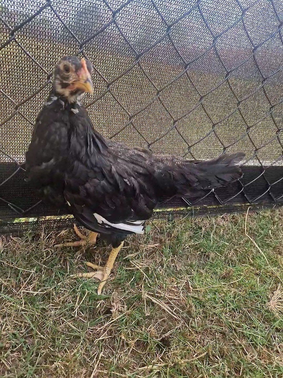 Koppel Bonte Leghorn, Dieren en Toebehoren
