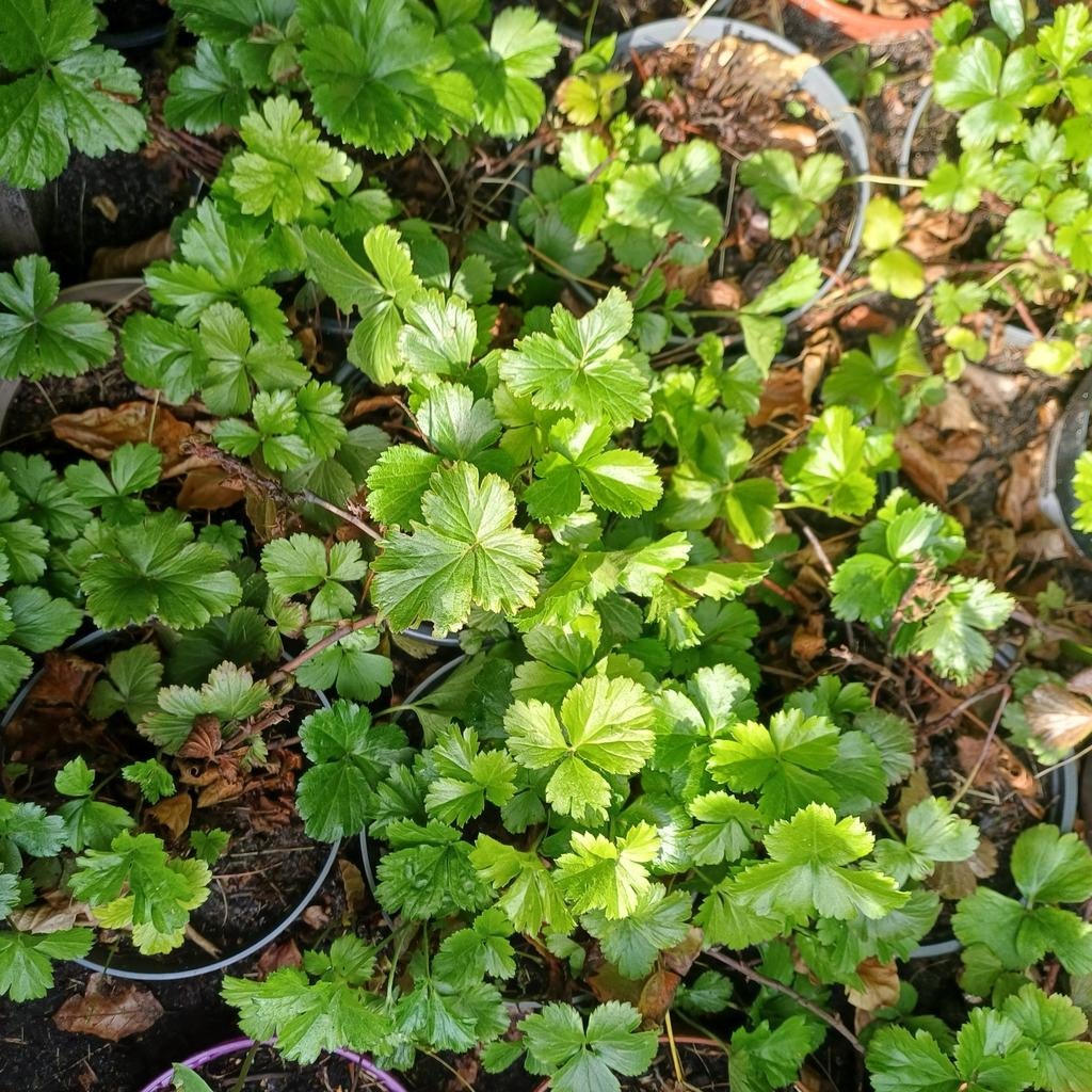 Waldsteinia ternata/ goudaarbei, Tuin en Terras, Ophalen