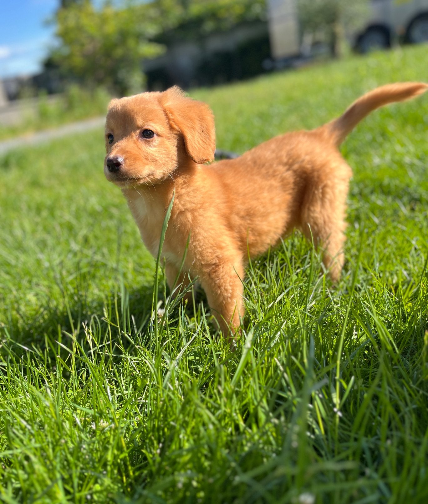 Nova Scotia Duck Tolling Retriever (Toller) pups, Dieren en Toebehoren, Parvo, België, Overige rassen, 8 tot 15 weken